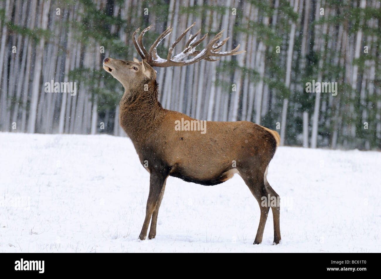 Il cervo (Cervus elaphus) in piedi sul paesaggio polare nella foresta, Franconia, Baviera, Germania Foto Stock