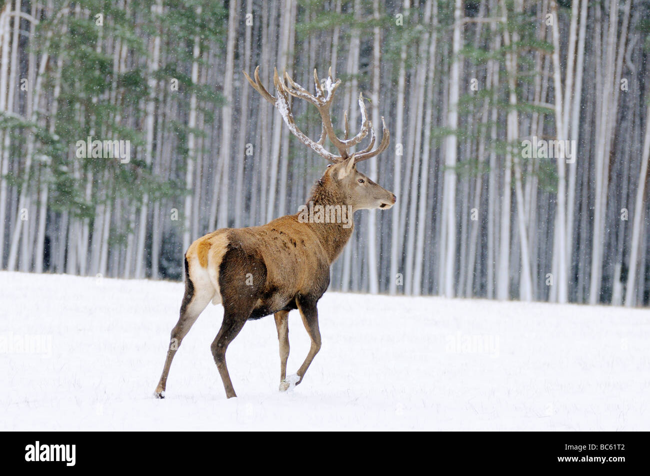 Il cervo (Cervus elaphus) camminando sul paesaggio polare nella foresta, Franconia, Baviera, Germania Foto Stock