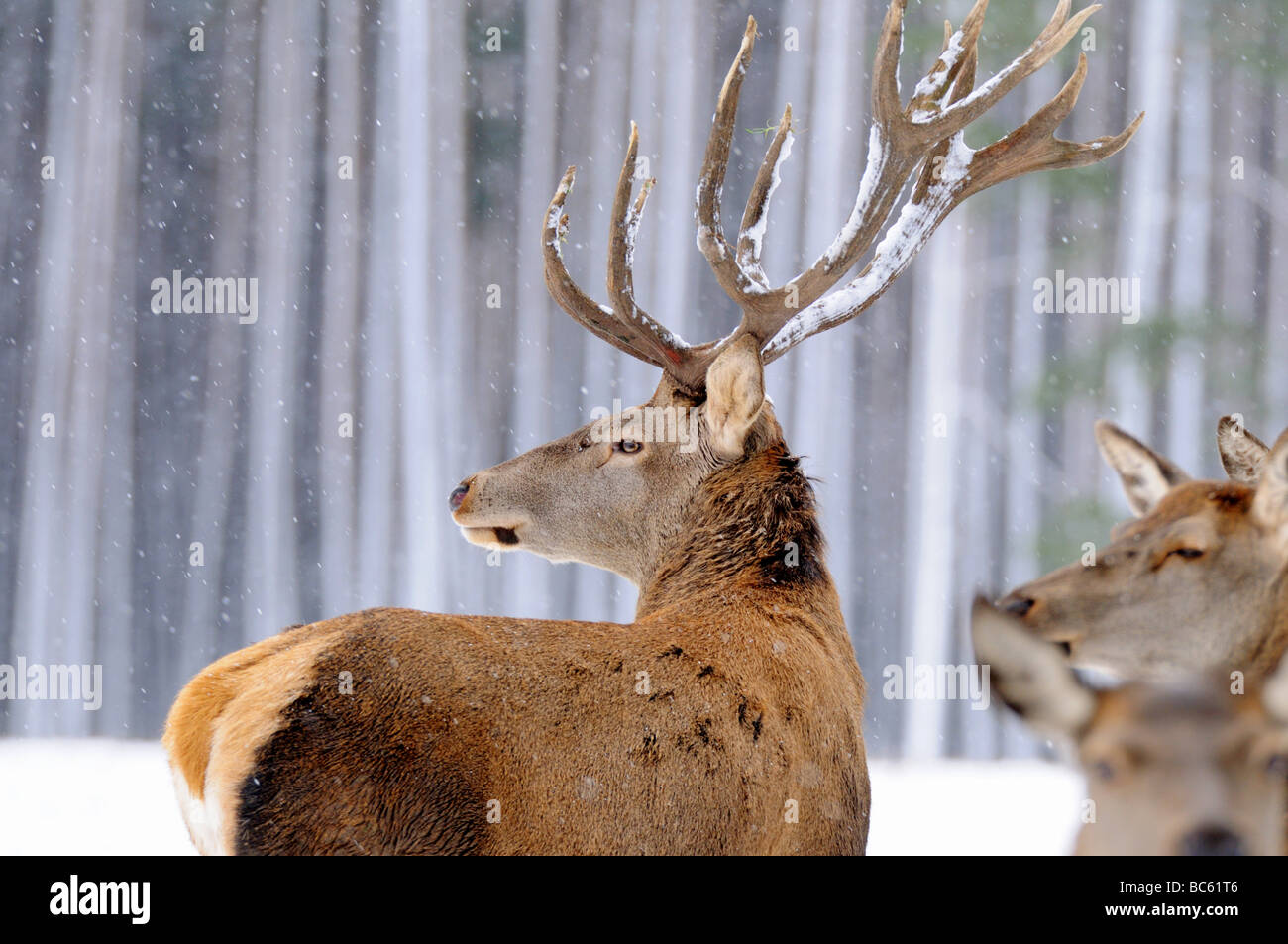 Il cervo (Cervus elaphus) sul paesaggio polare nella foresta, Franconia, Baviera, Germania Foto Stock