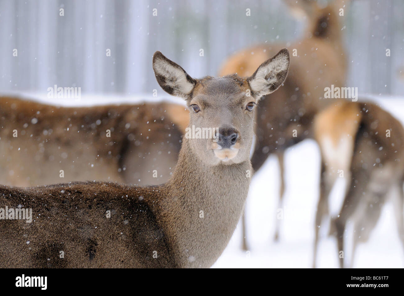 Il cervo (Cervus elaphus) sul paesaggio polare nella foresta, Franconia, Baviera, Germania Foto Stock