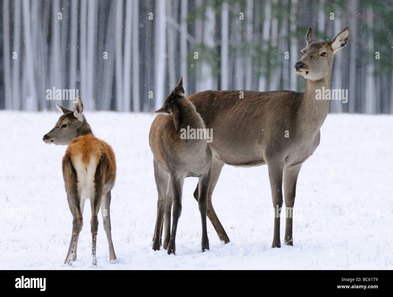 Il cervo (Cervus elaphus) in piedi sul paesaggio polare nella foresta con il suo fulvo, Franconia, Baviera, Germania Foto Stock