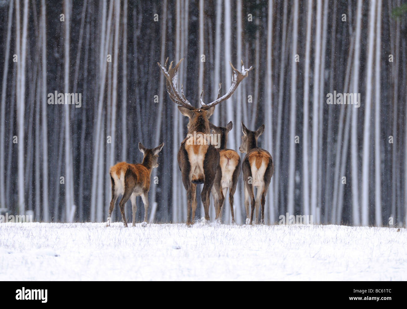 Il cervo (Cervus elaphus) camminando sul paesaggio polare nella foresta, Franconia, Baviera, Germania Foto Stock