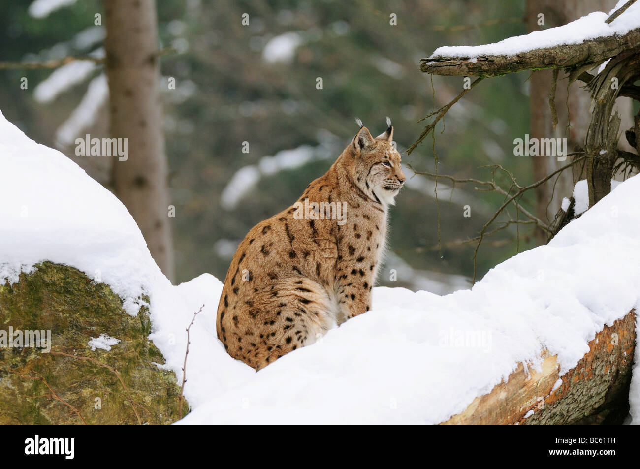 Lynx seduta nella neve, Baviera, Germania Foto Stock