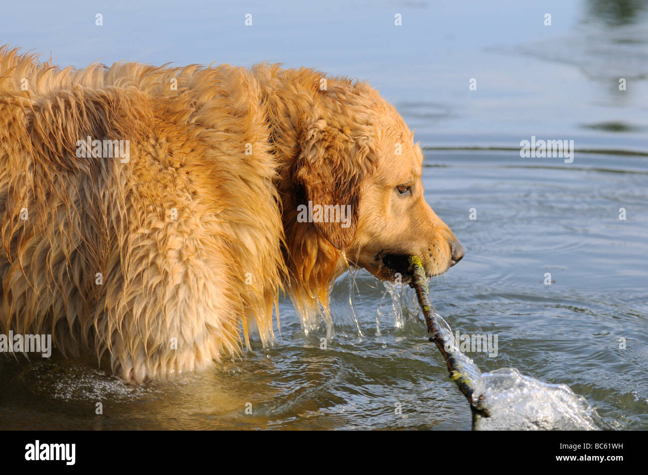 Il Golden Retriever nel lago con bastone nella sua bocca, Franconia, Baviera, Germania Foto Stock