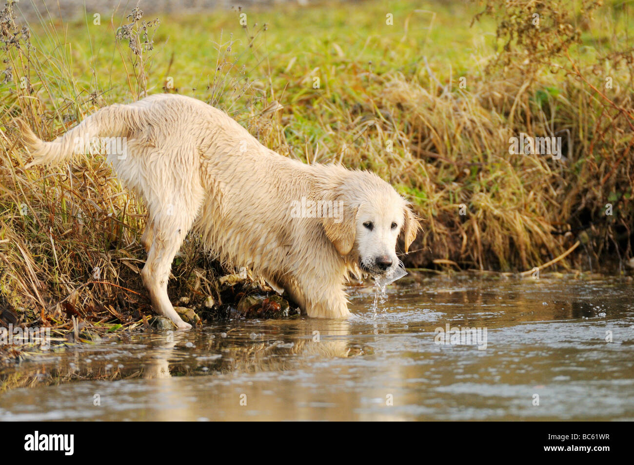 Il Golden Retriever nel lago, Franconia, Baviera, Germania Foto Stock