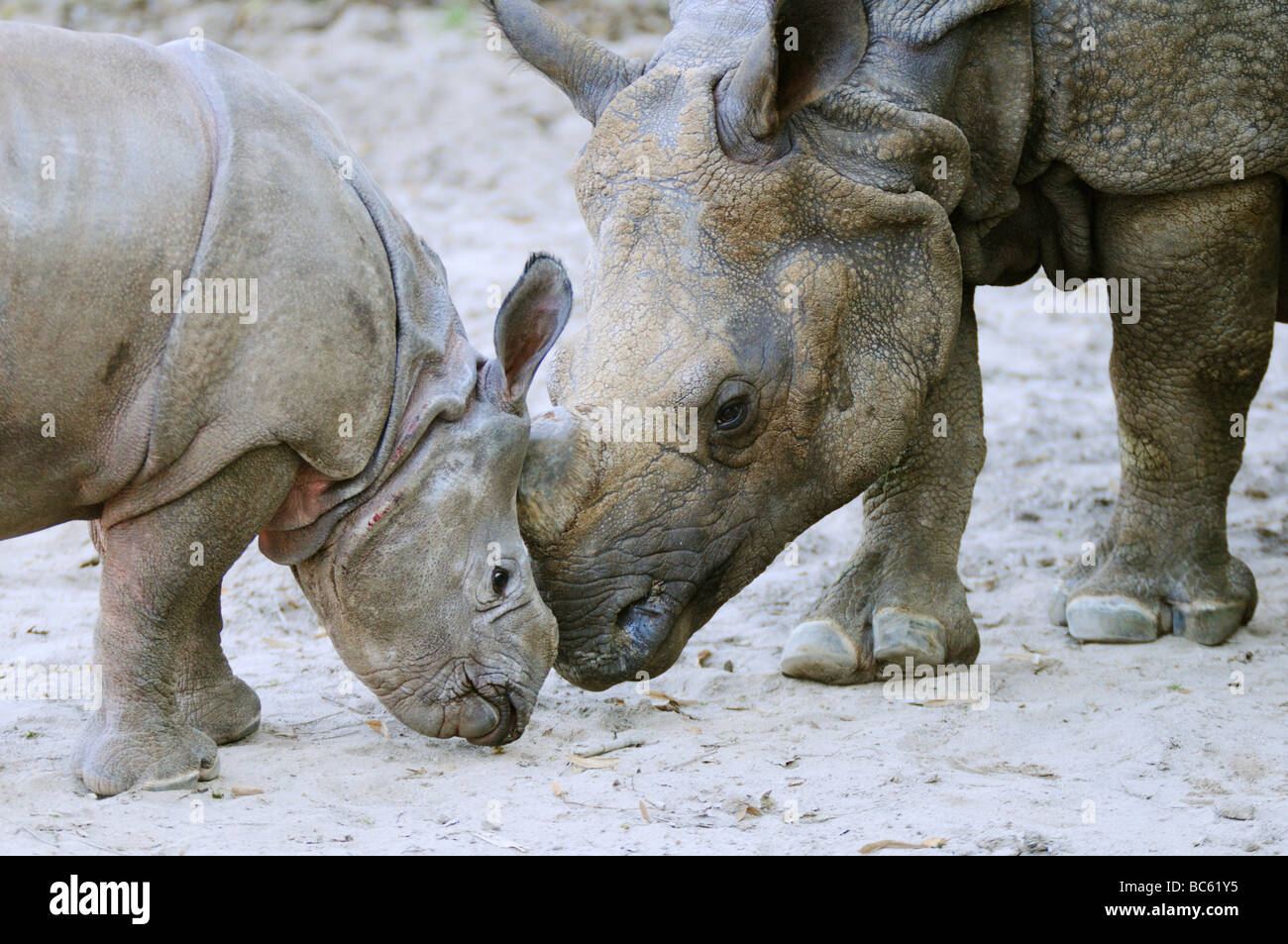 Close-up di rinoceronte indiano (Rhinoceros unicornis) con i suoi giovani in zoo Foto Stock