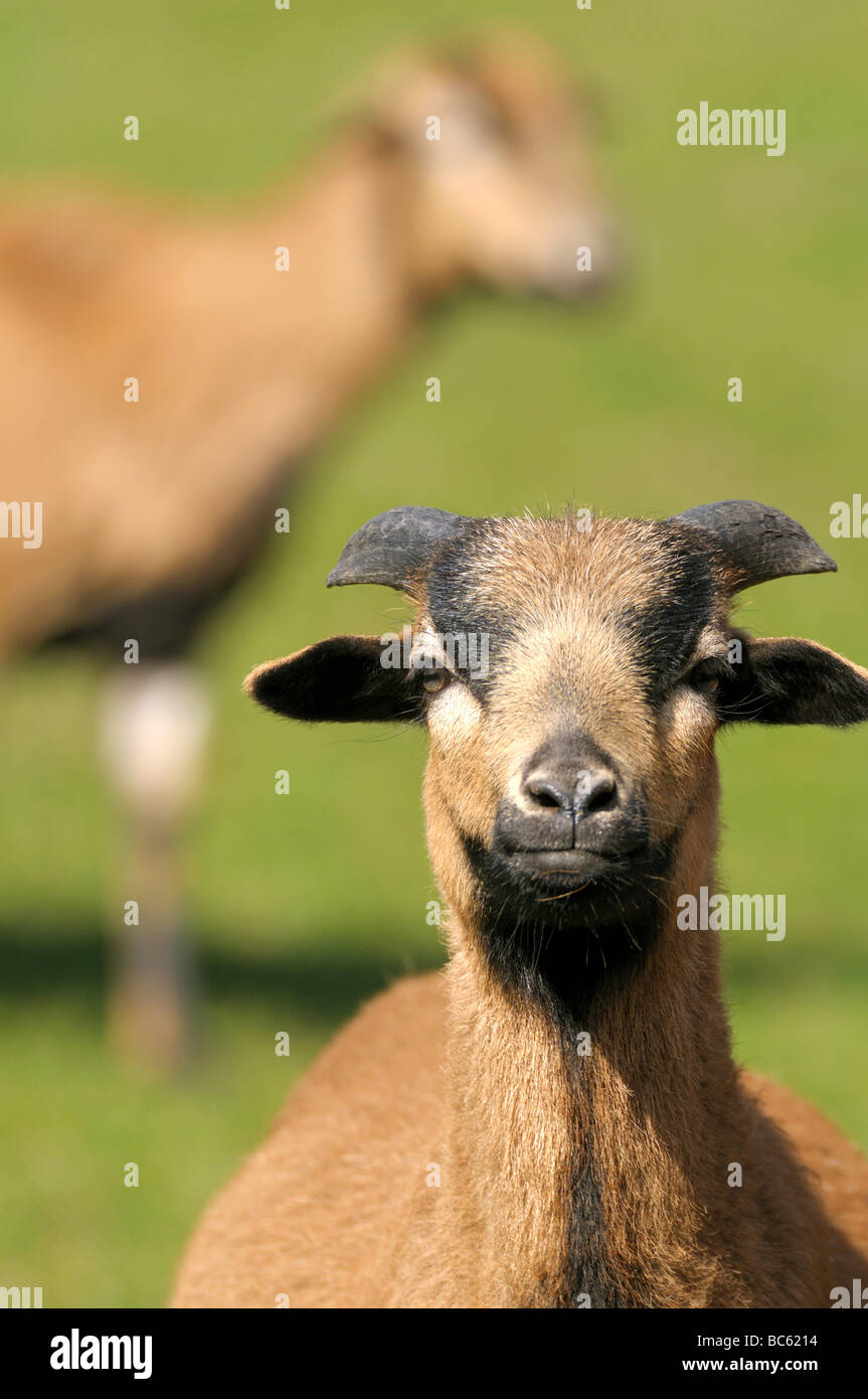 Close-up del Camerun pecore nel campo, Franconia, Baviera, Germania Foto Stock