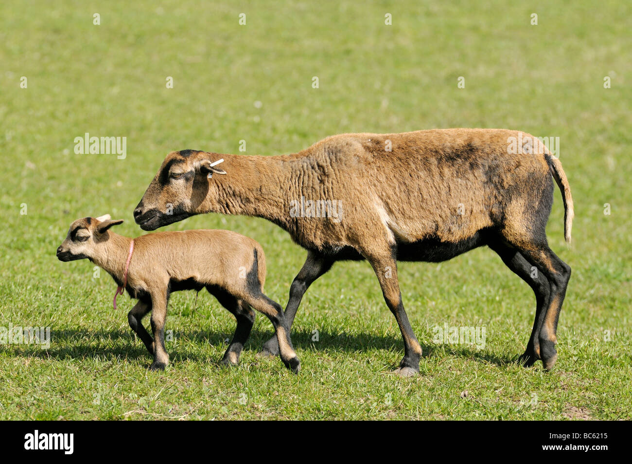 Close-up del Camerun pecore camminando con il suo agnello in campo, Franconia, Baviera, Germania Foto Stock