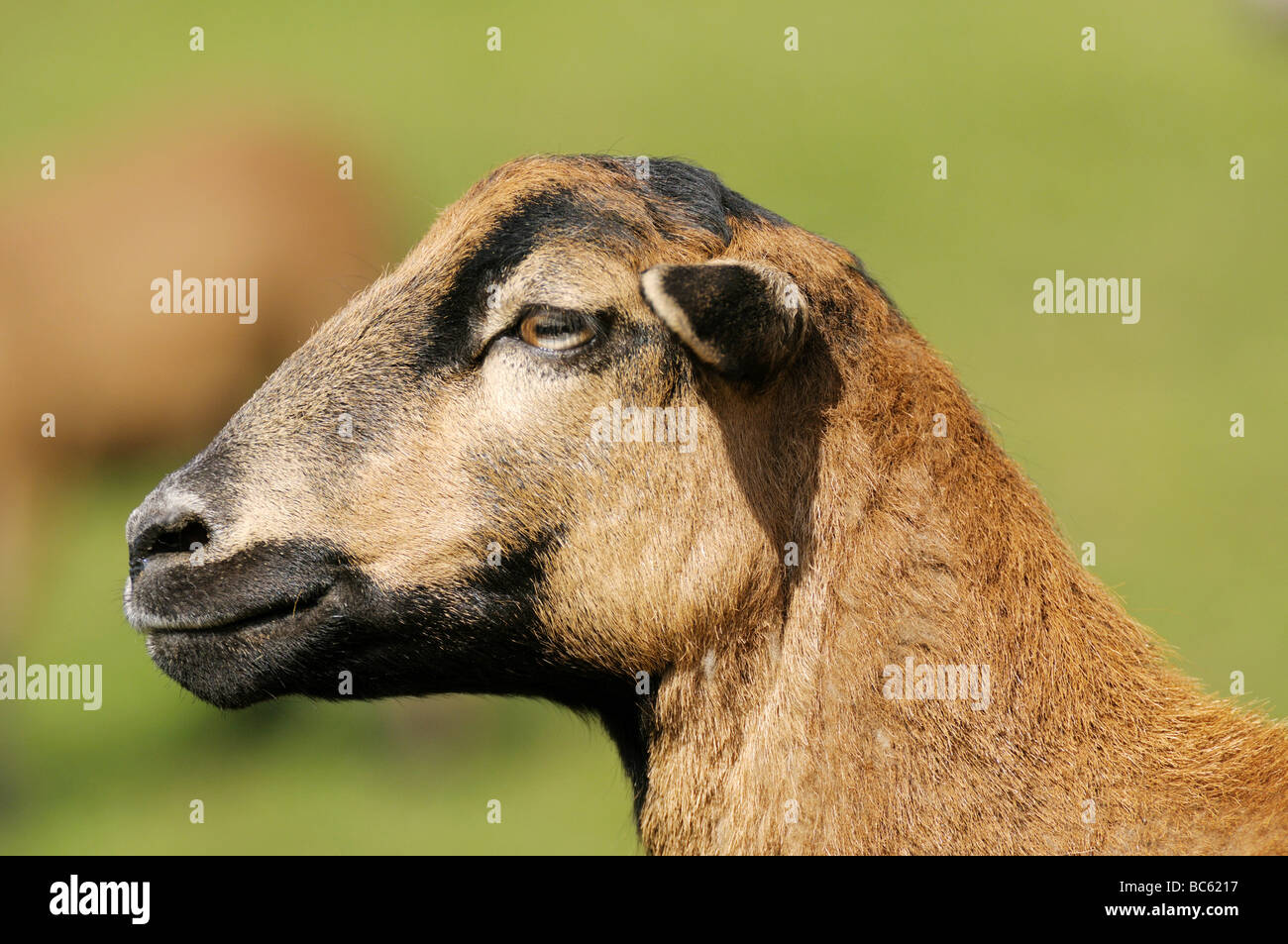 Close-up del Camerun pecore nel campo, Franconia, Baviera, Germania Foto Stock