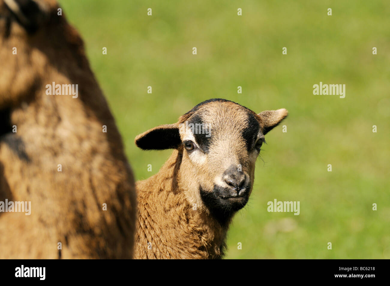 Close-up del Camerun pecore con il suo agnello in campo, Franconia, Baviera, Germania Foto Stock