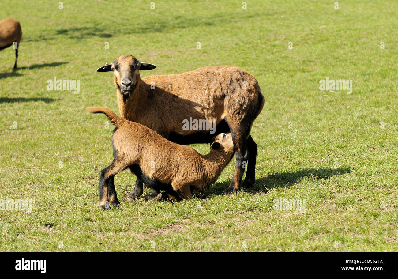 Close-up del Camerun pecore nursing il suo agnello in campo, Franconia, Baviera, Germania Foto Stock