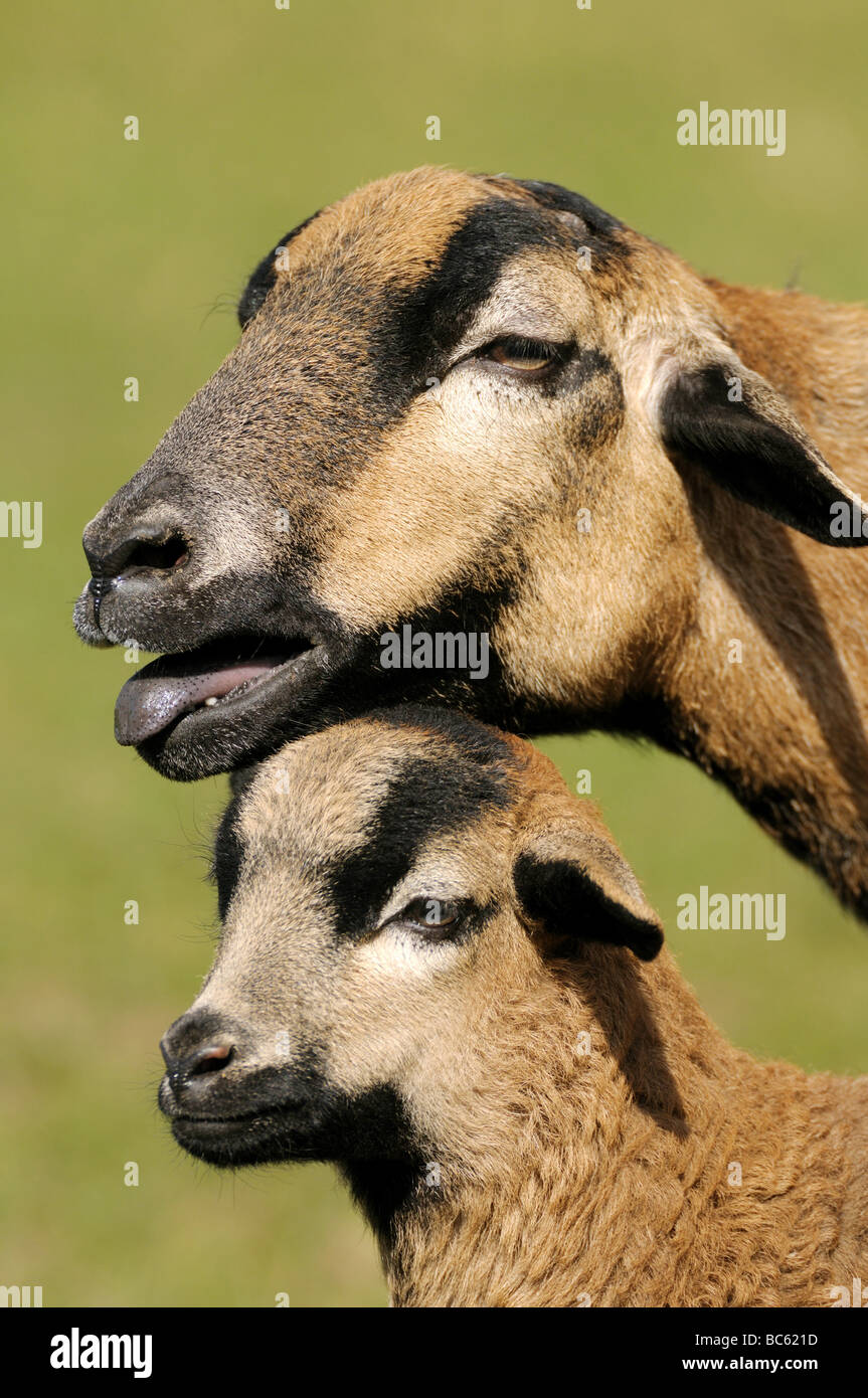 Close-up del Camerun pecore con il suo agnello in campo, Franconia, Baviera, Germania Foto Stock