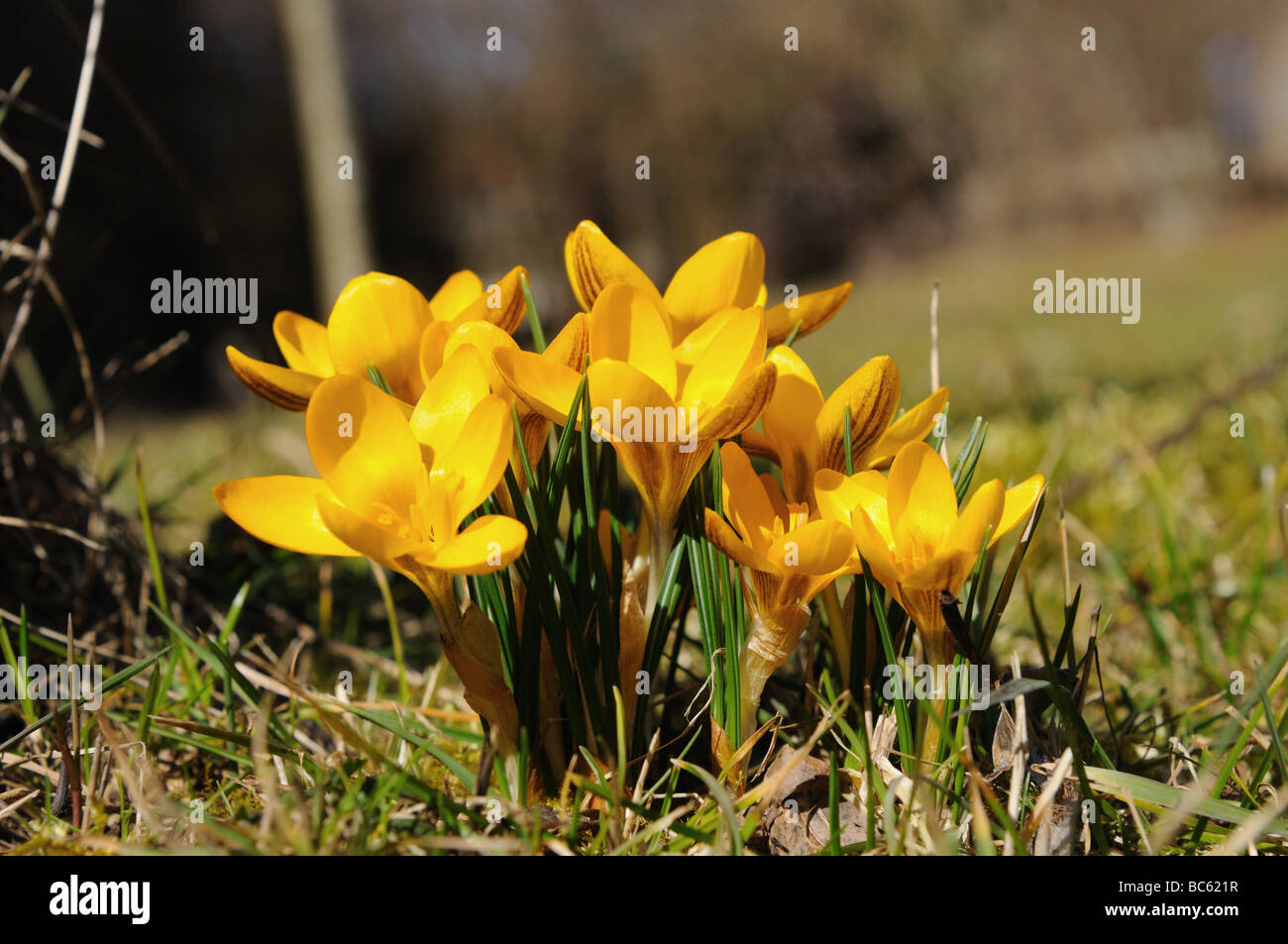 Close-up di crocus fioriture dei fiori di campo, Franconia, Baviera, Germania Foto Stock