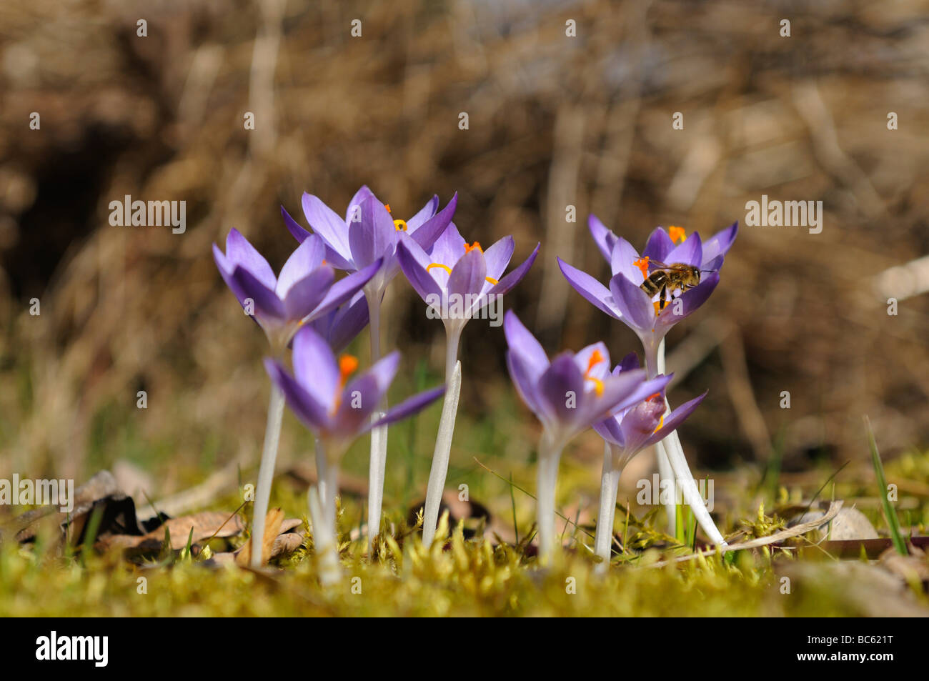 Close-up di crocus fioriture dei fiori di campo, Franconia, Baviera, Germania Foto Stock