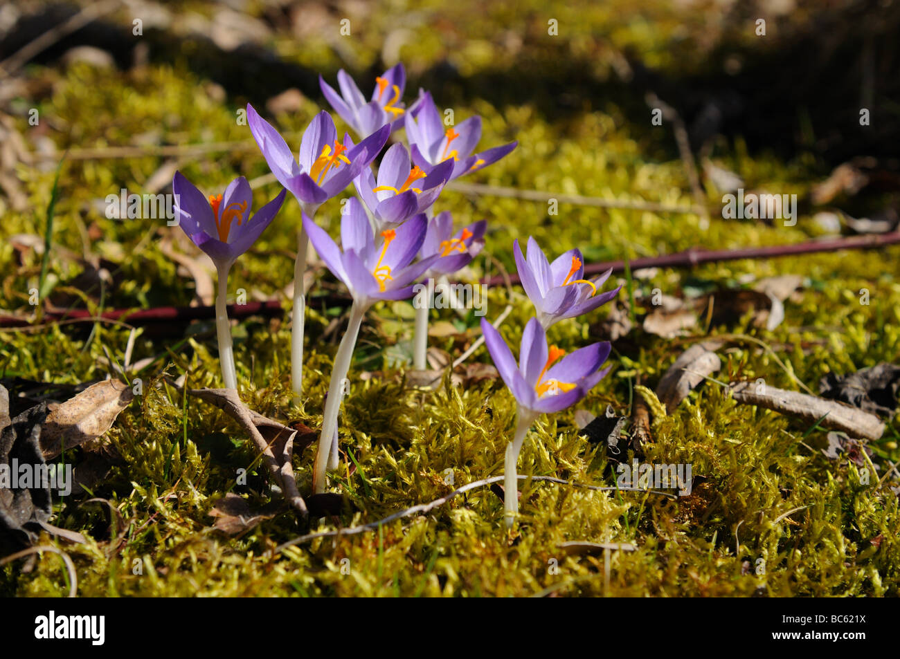 Close-up di crocus fioriture dei fiori di campo, Franconia, Baviera, Germania Foto Stock