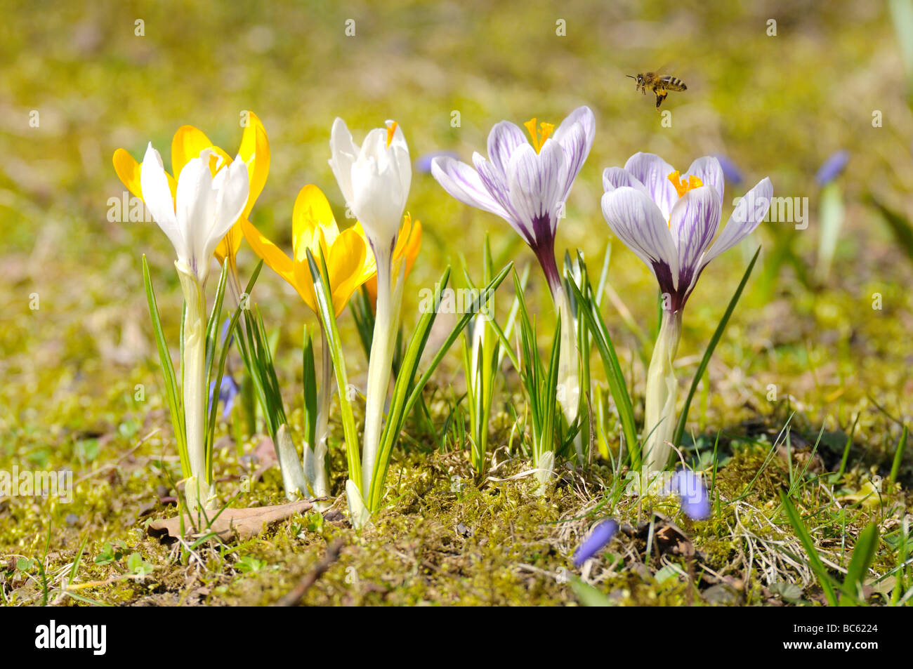 Close-up di crocus fioriture dei fiori di campo, Franconia, Baviera, Germania Foto Stock