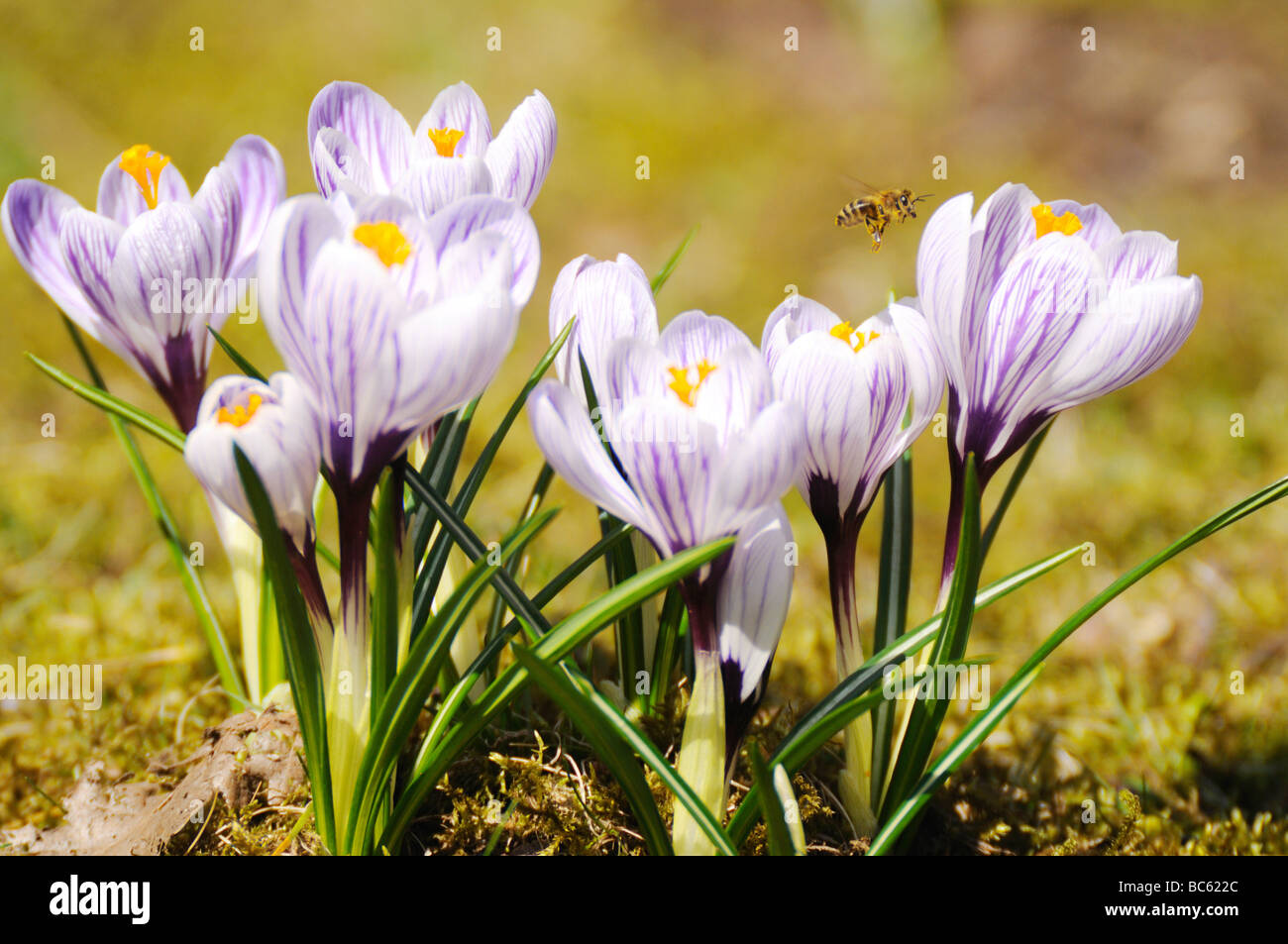 Close-up di bee impollinatori fiore Crocus in campo, Franconia, Baviera, Germania Foto Stock