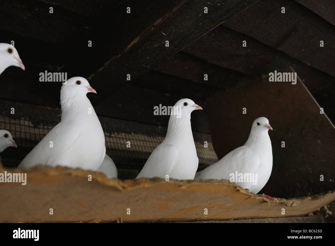 Close-up di quattro colombe sul ripiano Foto Stock