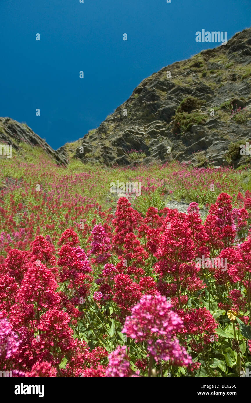 Aberystwyth, Ceredigion, Wales, Regno Unito Foto Stock