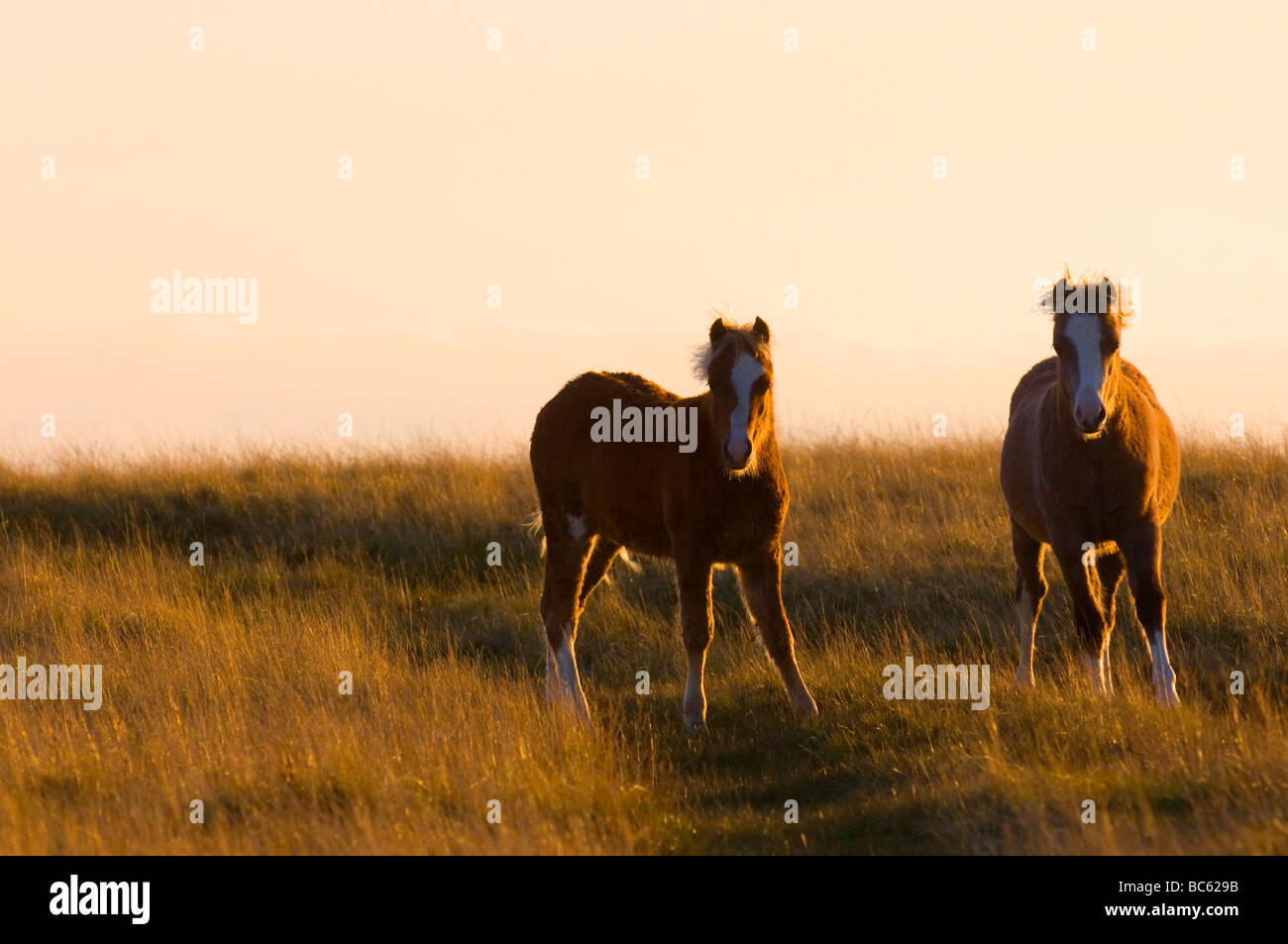 Welsh pony, parco Nazionale di Brecon Beacons, il Galles Centrale, Powys, Regno Unito Foto Stock