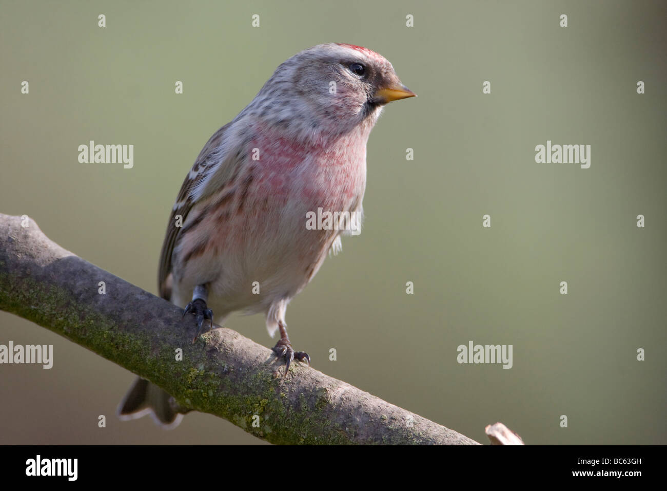 Lesser Redpoll, Carduelis cabaret Foto Stock