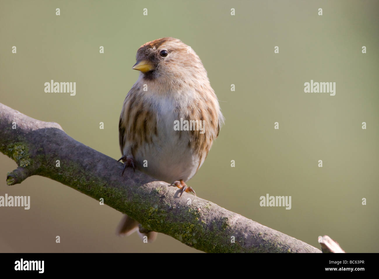 Lesser Redpoll, Carduelis cabaret Foto Stock