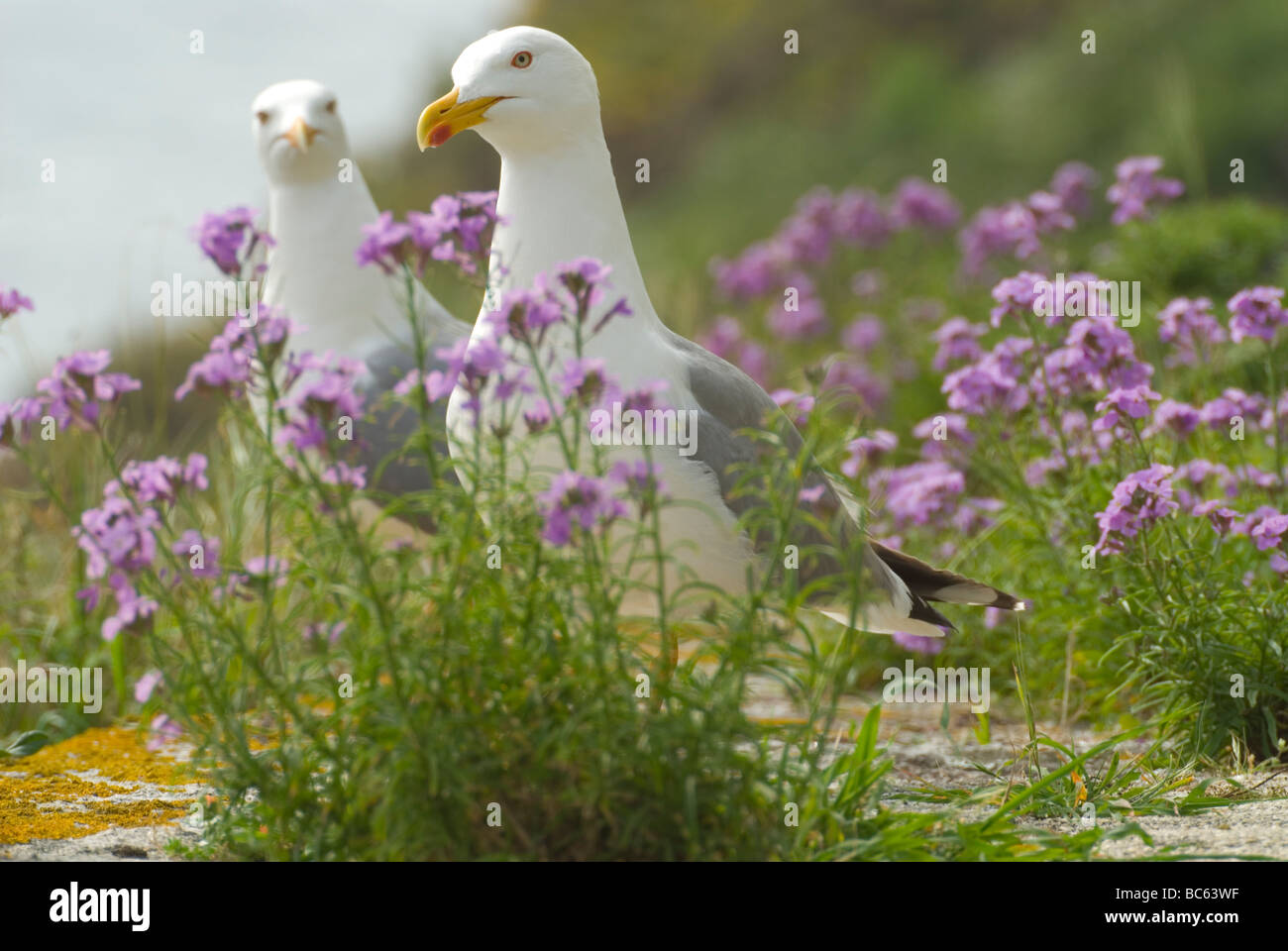 Giallo-gambe gabbiani (Larus michahellis) Foto Stock