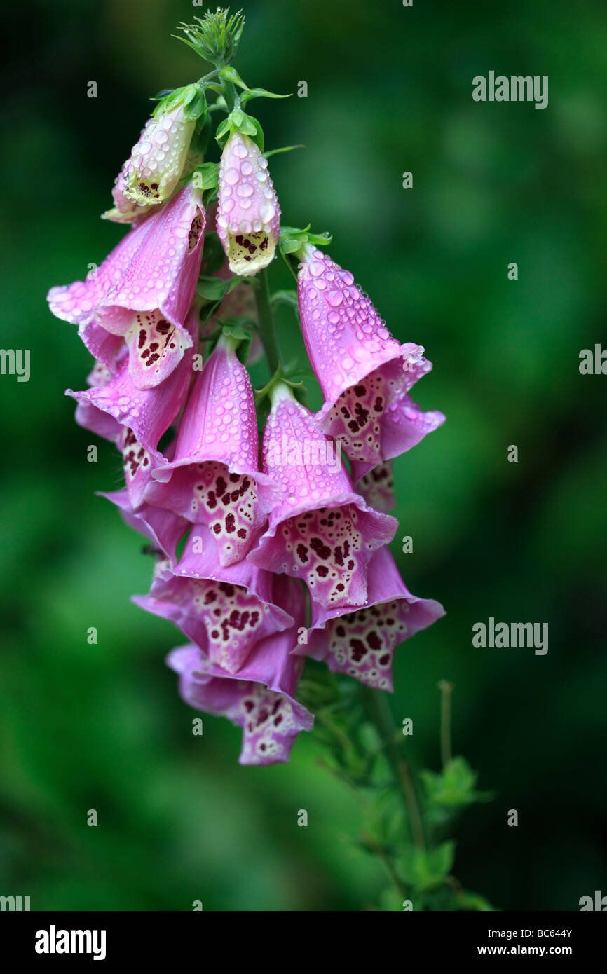 Dopo la pioggia - Foxgloves Foto Stock