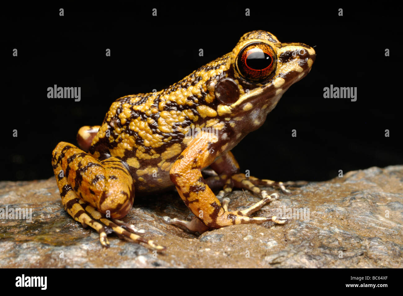 Flusso maculato Rana Rana picturata Foto Stock