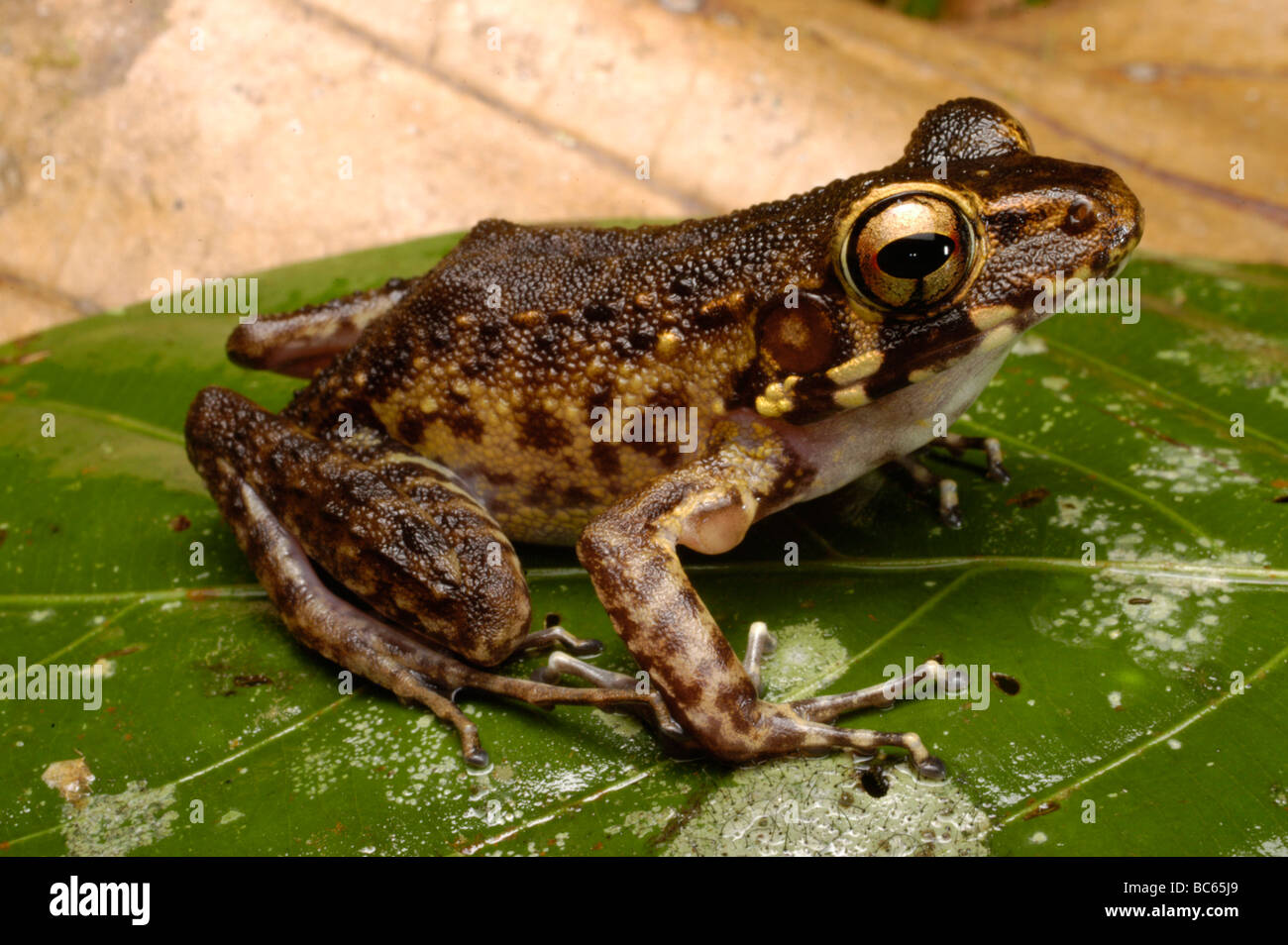 Baram River Rana Rana baramica. Noto anche come il marrone rana di palude. Foto Stock