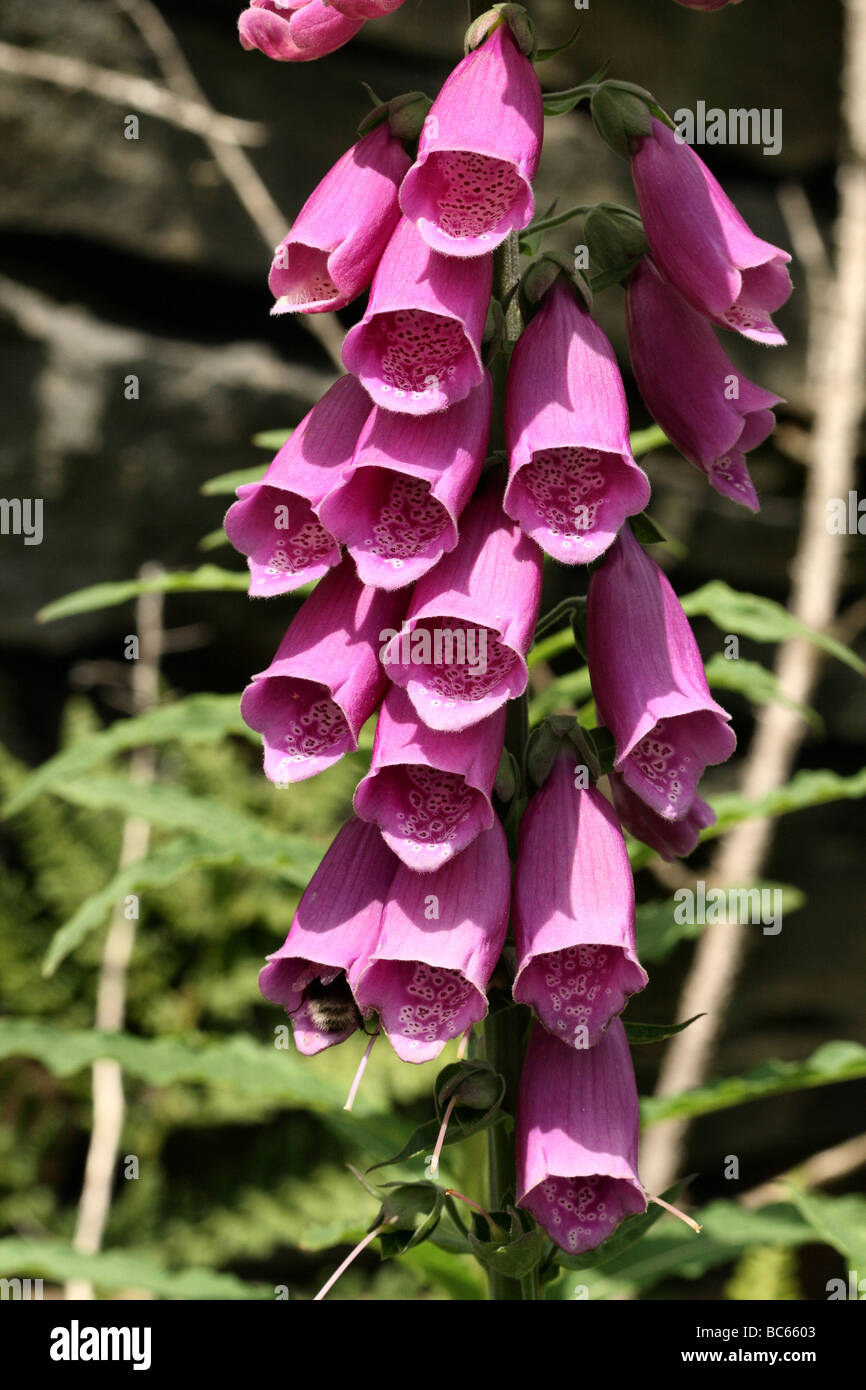 Foxglove Digitalis purpurea famiglia Plantaginaceae Scrophulariaceae è stata ripresa macro di rosa fiori viola campane Foto Stock