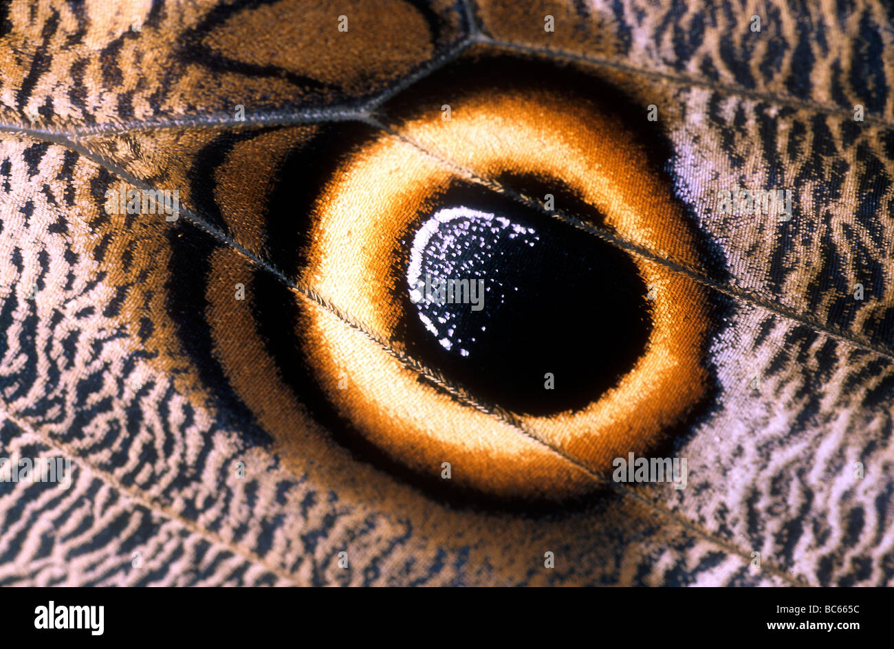 In prossimità di una farfalla Civetta' s, Caligo sp, con caratteristico 'eyespot' Foto Stock
