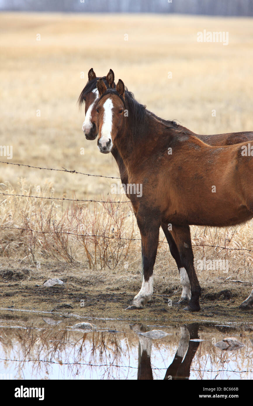 I cavalli in Canada Foto Stock