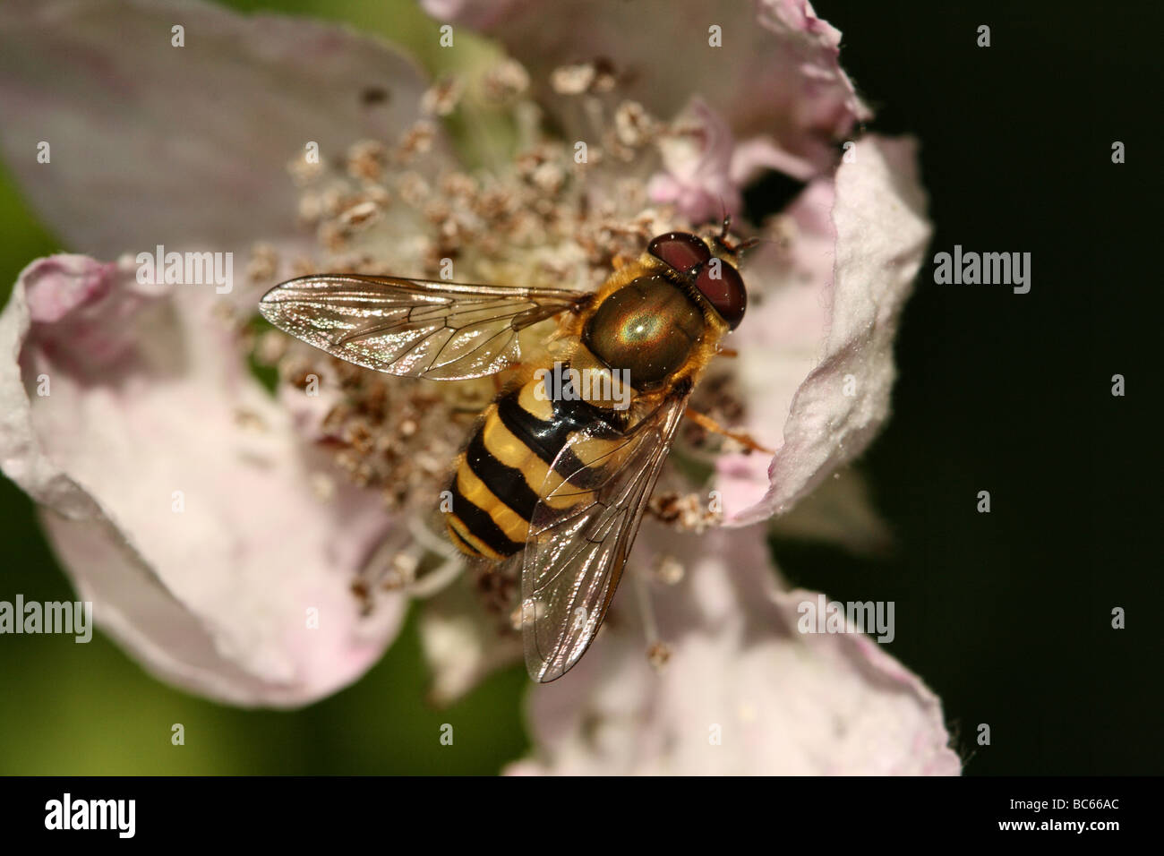 Hoverfly Syrphus ribesii famiglia Syrphidae alimentando il rovo fiore Foto Stock