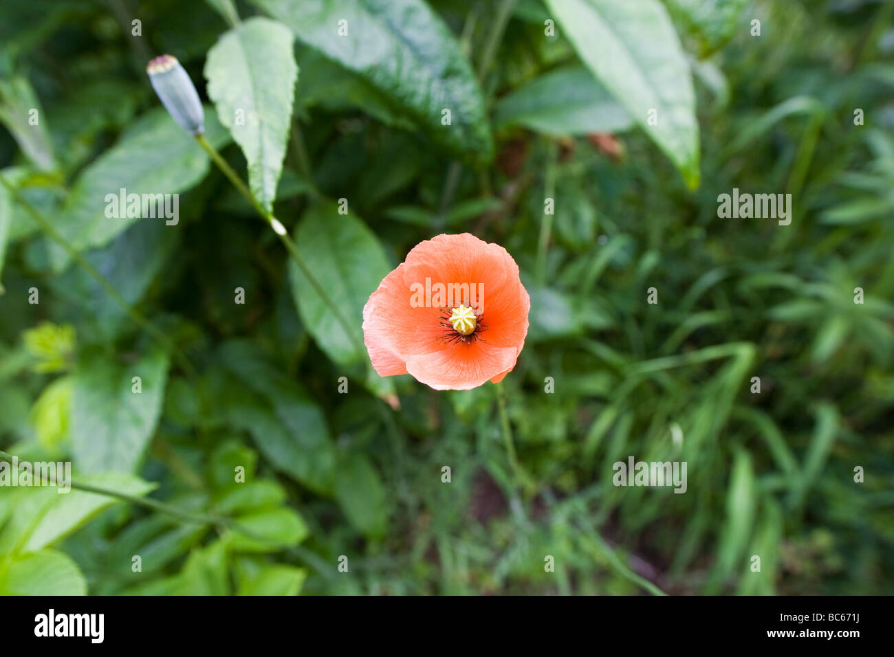 Unico lungo guidato il papavero ( Papaver dubium) gambo e fiore circondati da altri verde Foto Stock