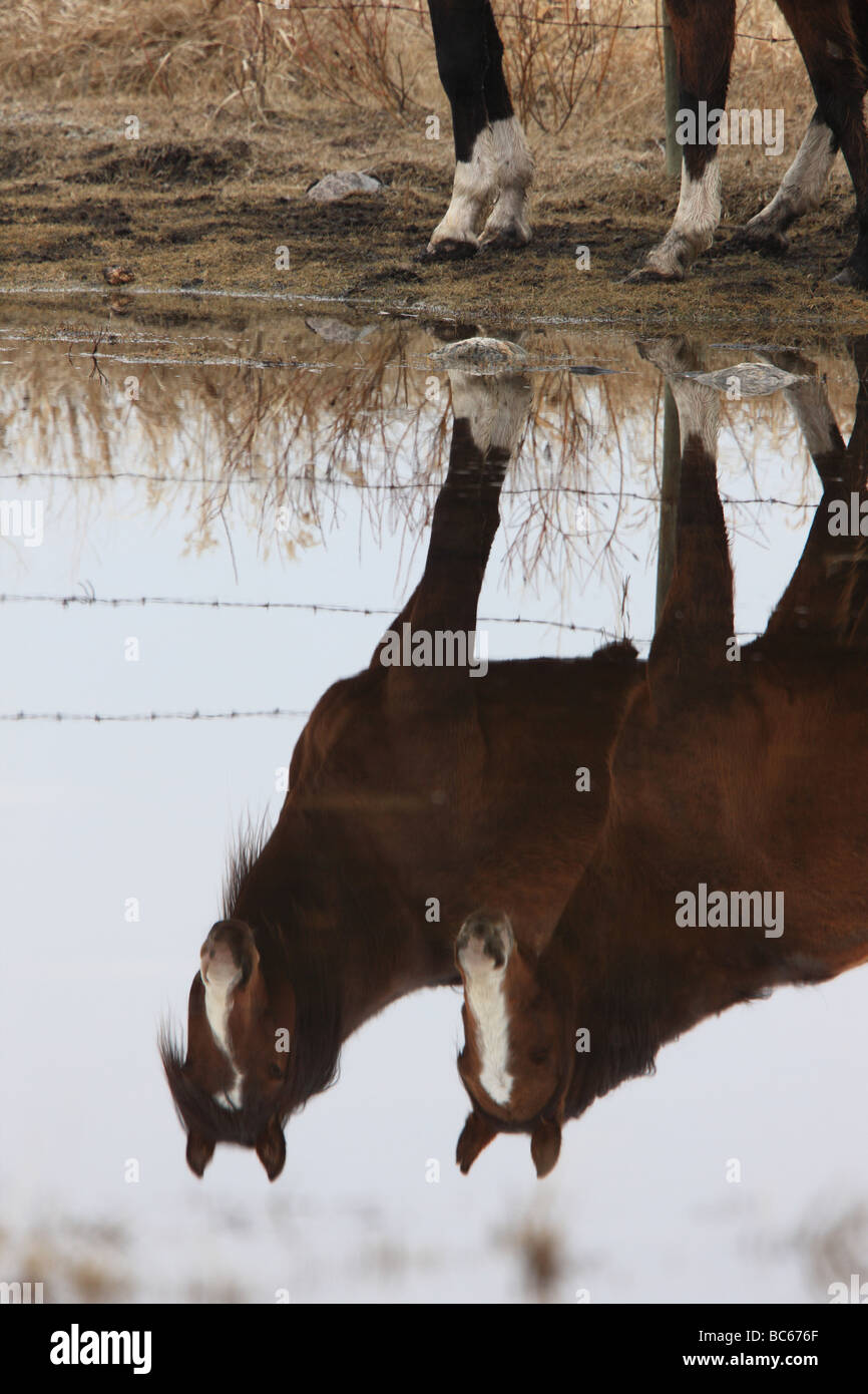 La riflessione di cavallo in Canada Foto Stock
