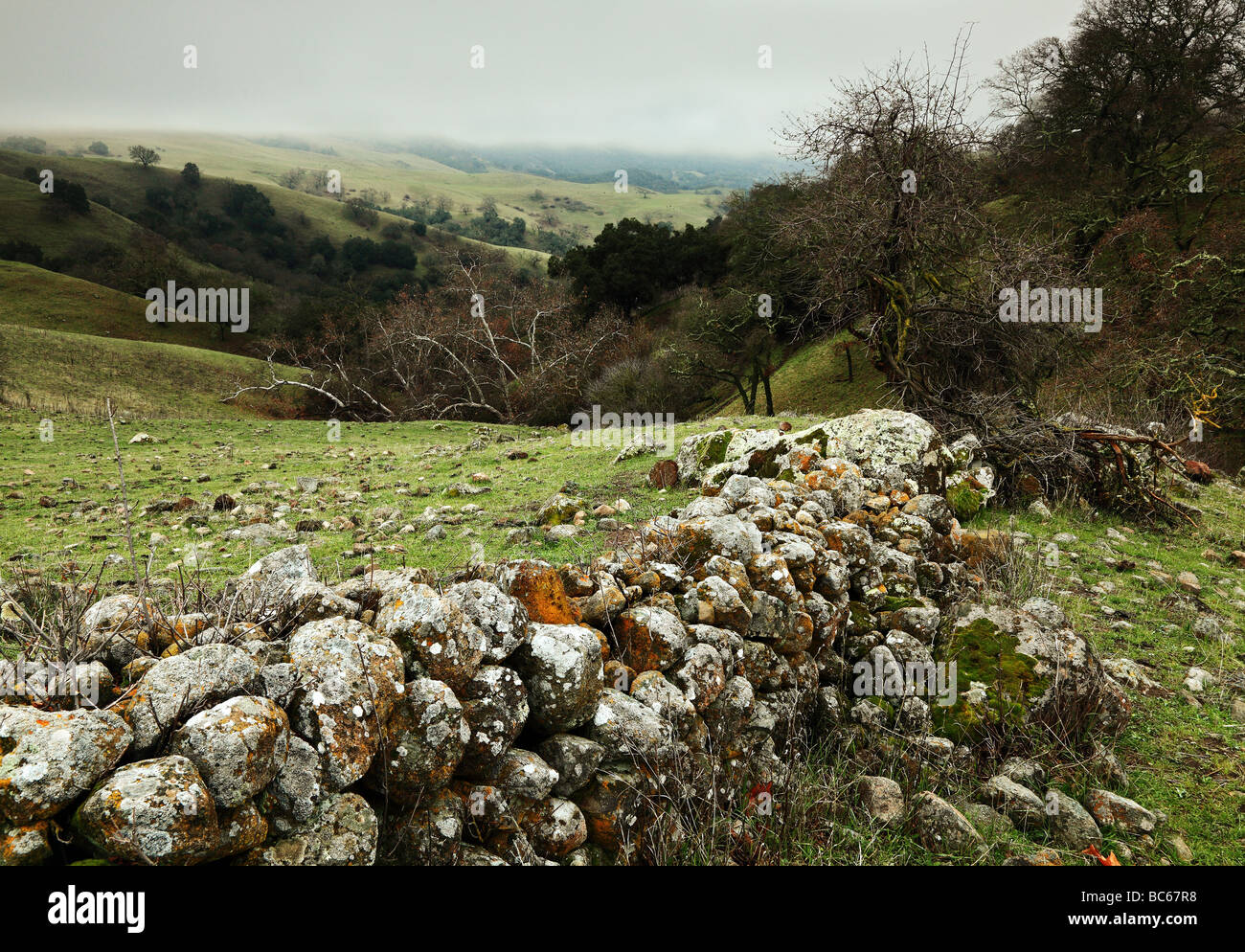 Rock hedge su dolci colline Foto Stock