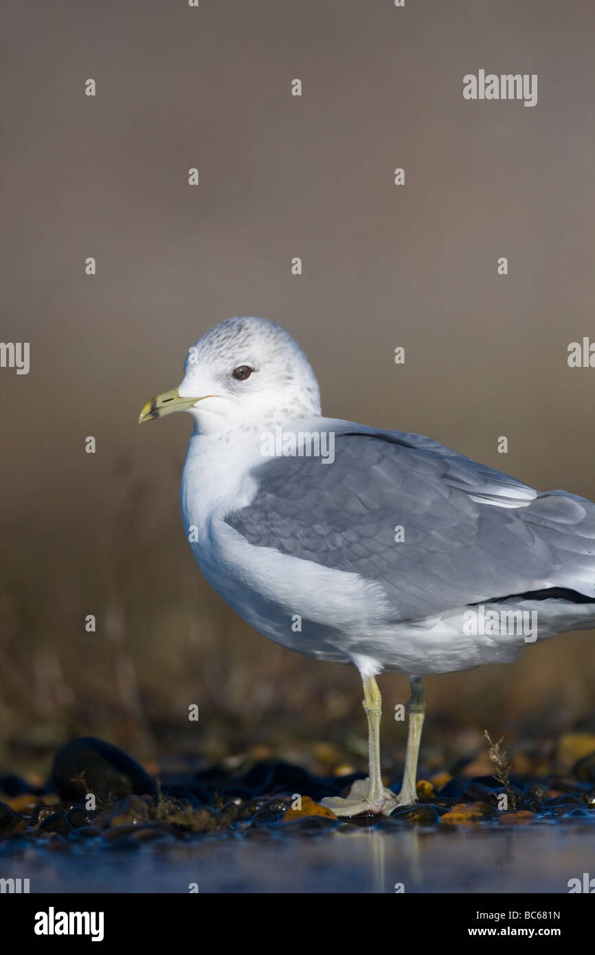 Gabbiano comune, Larus canus Foto Stock