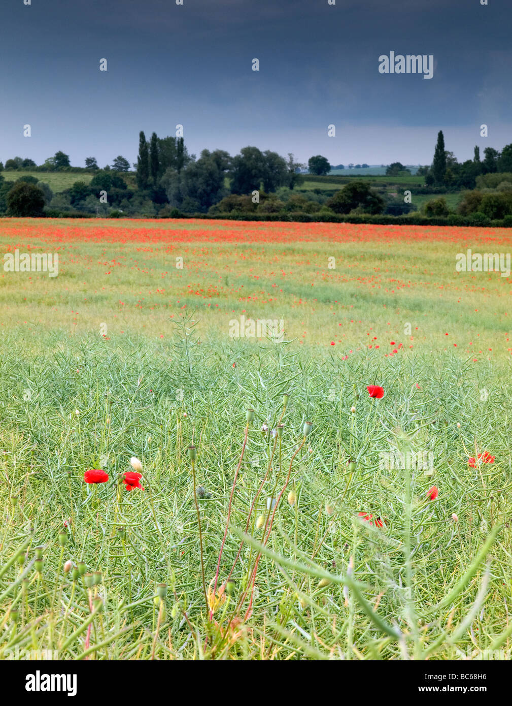 Warwickshire papavero campo sotto un cielo tonante Foto Stock