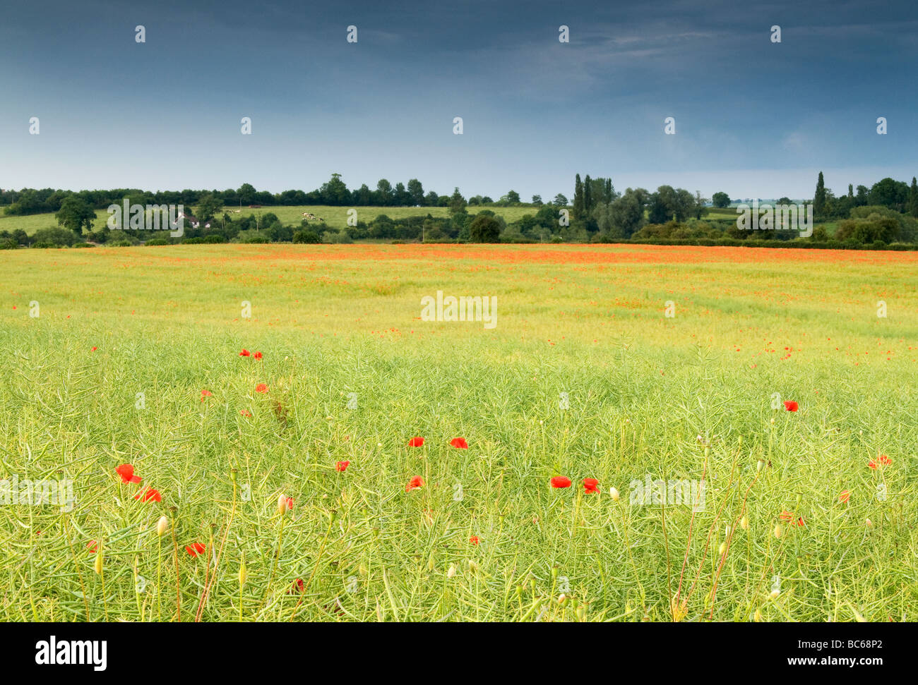 Warwickshire papavero campo sotto un cielo tonante Foto Stock