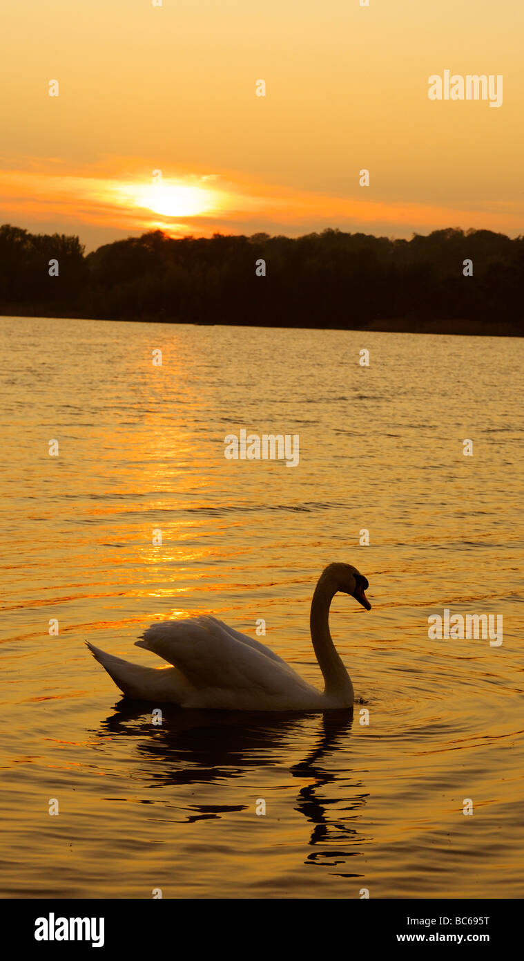 Cigno(Cygnus olor) sul fiume al tramonto,Norfolk, Inghilterra, Regno Unito Foto Stock