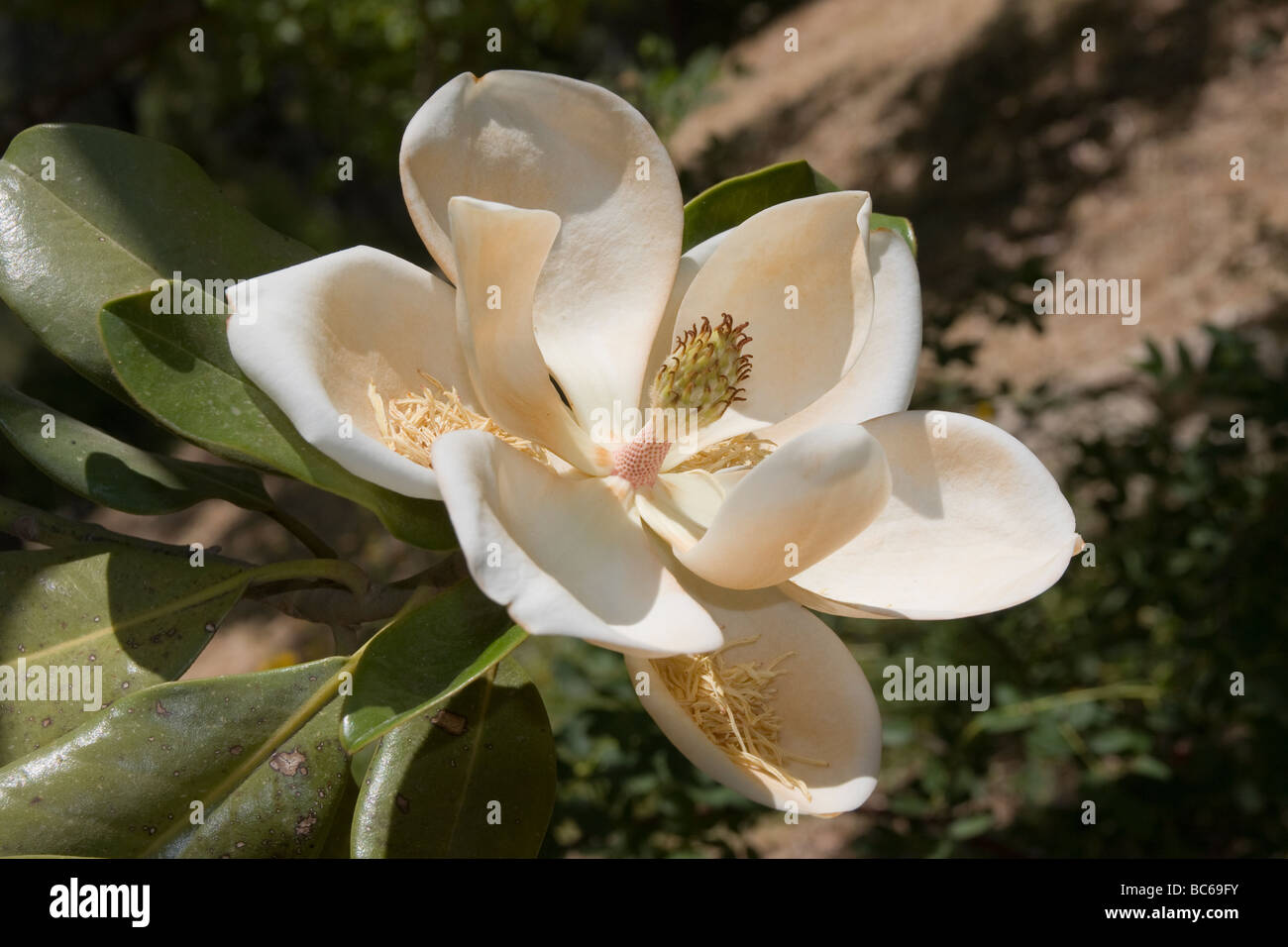 IMG 9624,Magnolia Foto Stock