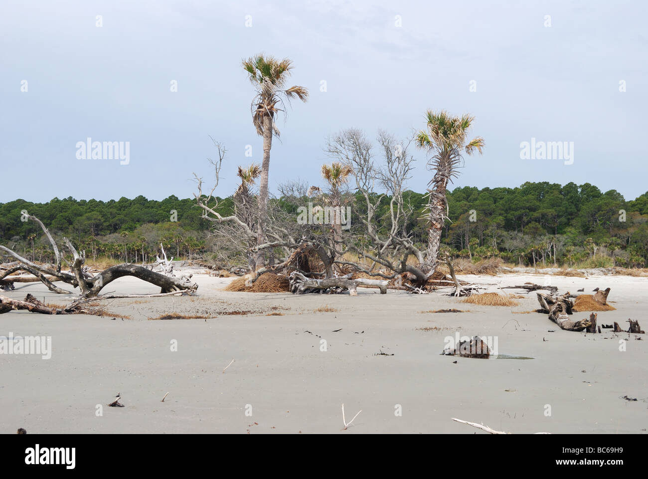 Alberi uccisi da spiaggia erosione su caccia Island, South Carolina, Stati Uniti d'America. Foto di Darrell giovani. Foto Stock