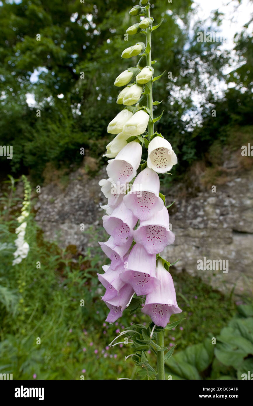 Un unico stelo di Digitalis purpurea rosa chiaro contro una messa a fuoco morbida parete di pietra e fogliame Foto Stock