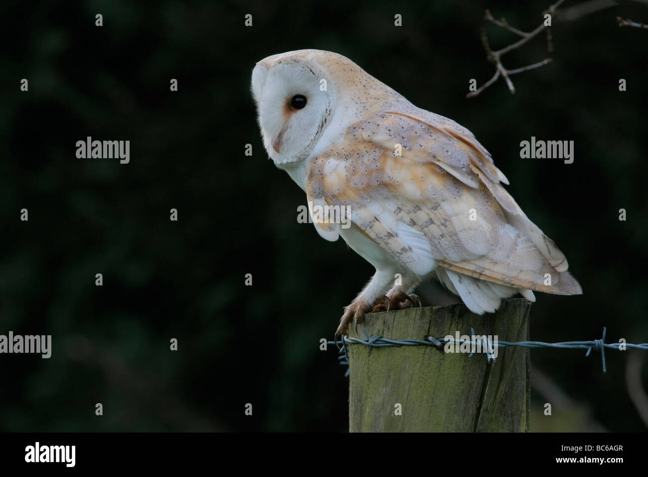 Il barbagianni, Tyto alba, preferita della Gran Bretagna il gufo, NORFOLK REGNO UNITO. Foto Stock