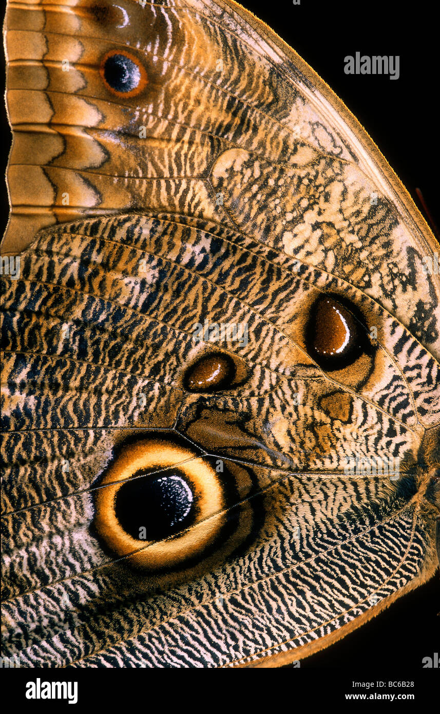 In prossimità di una farfalla Civetta' s, Caligo sp, ali con caratteristico 'eyespot' Foto Stock