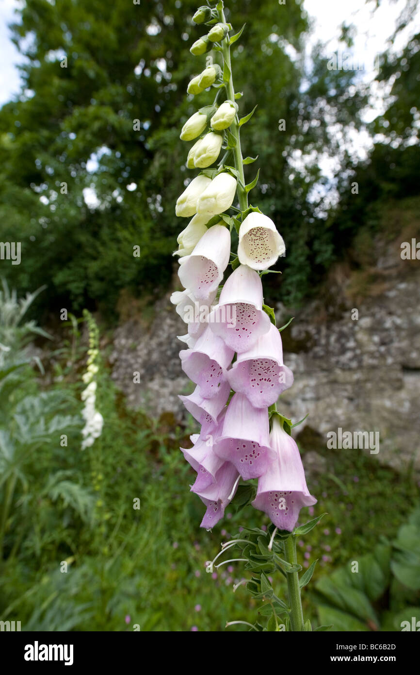 Un unico stelo di Digitalis purpurea rosa chiaro contro una messa a fuoco morbida parete di pietra e fogliame Foto Stock