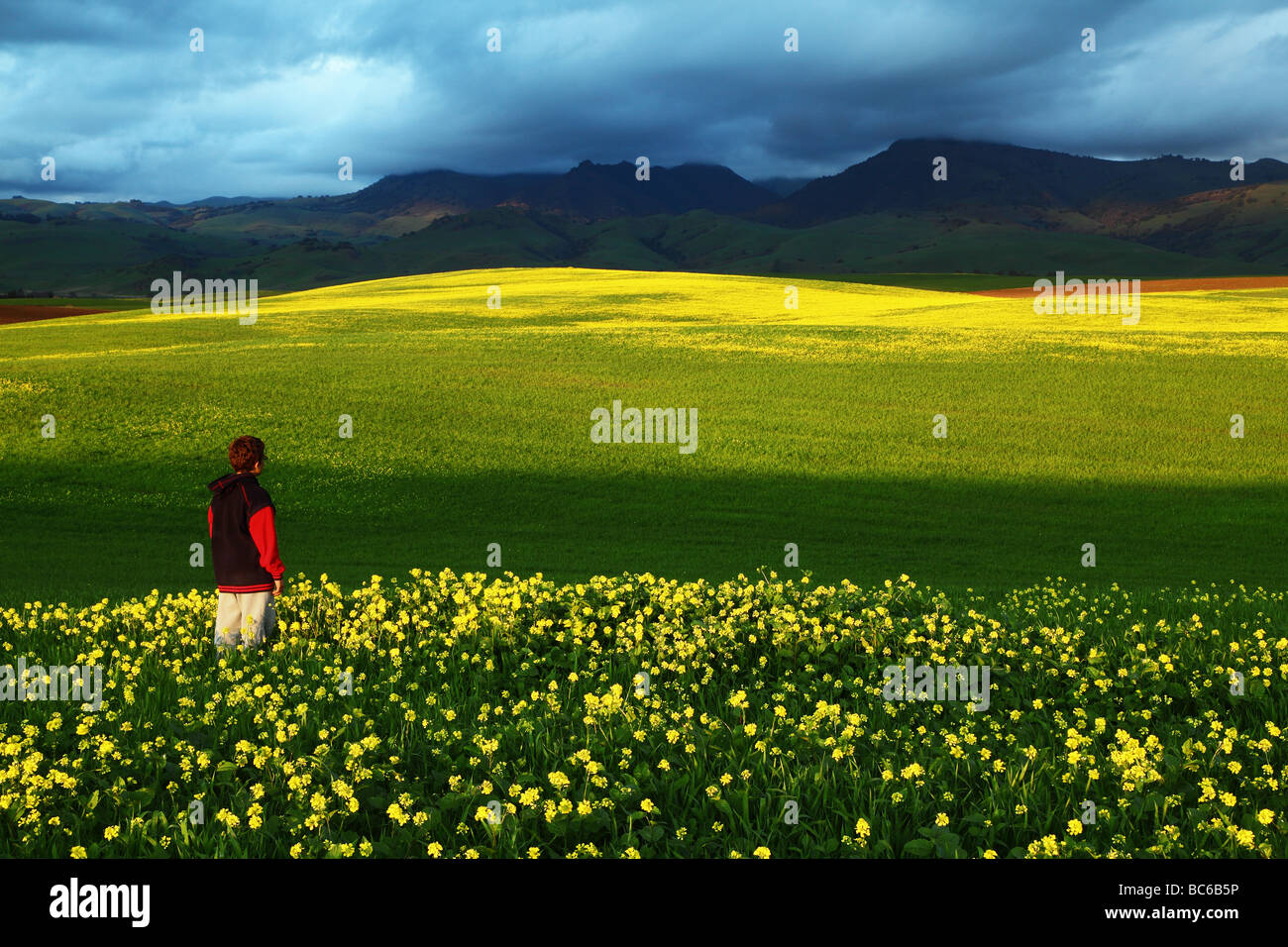 Campo di senape di montagna e nuvole Foto Stock