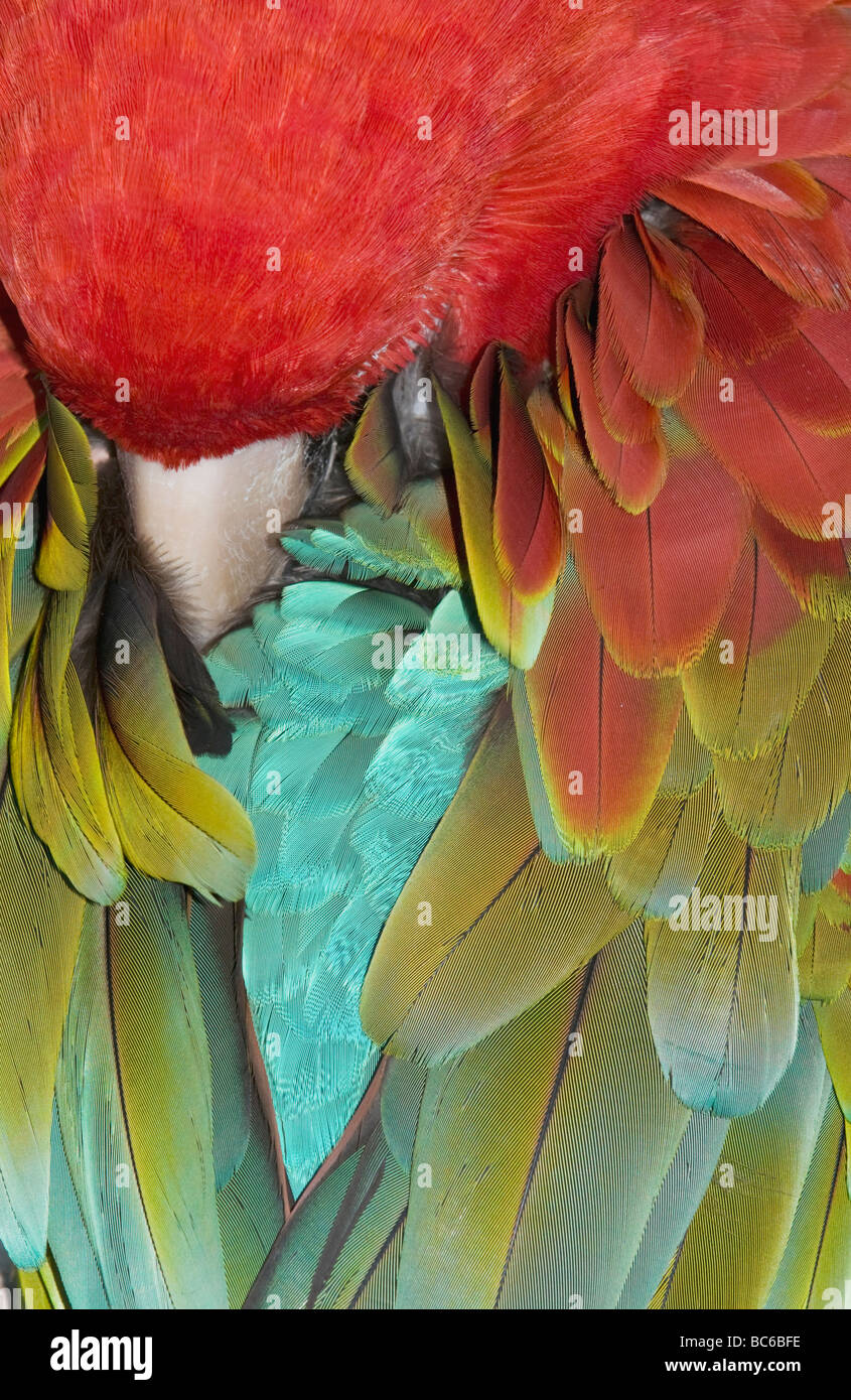 Il rosso e il verde Macaw (Ara chloroptera) dormire, dettaglio di piume Foto Stock