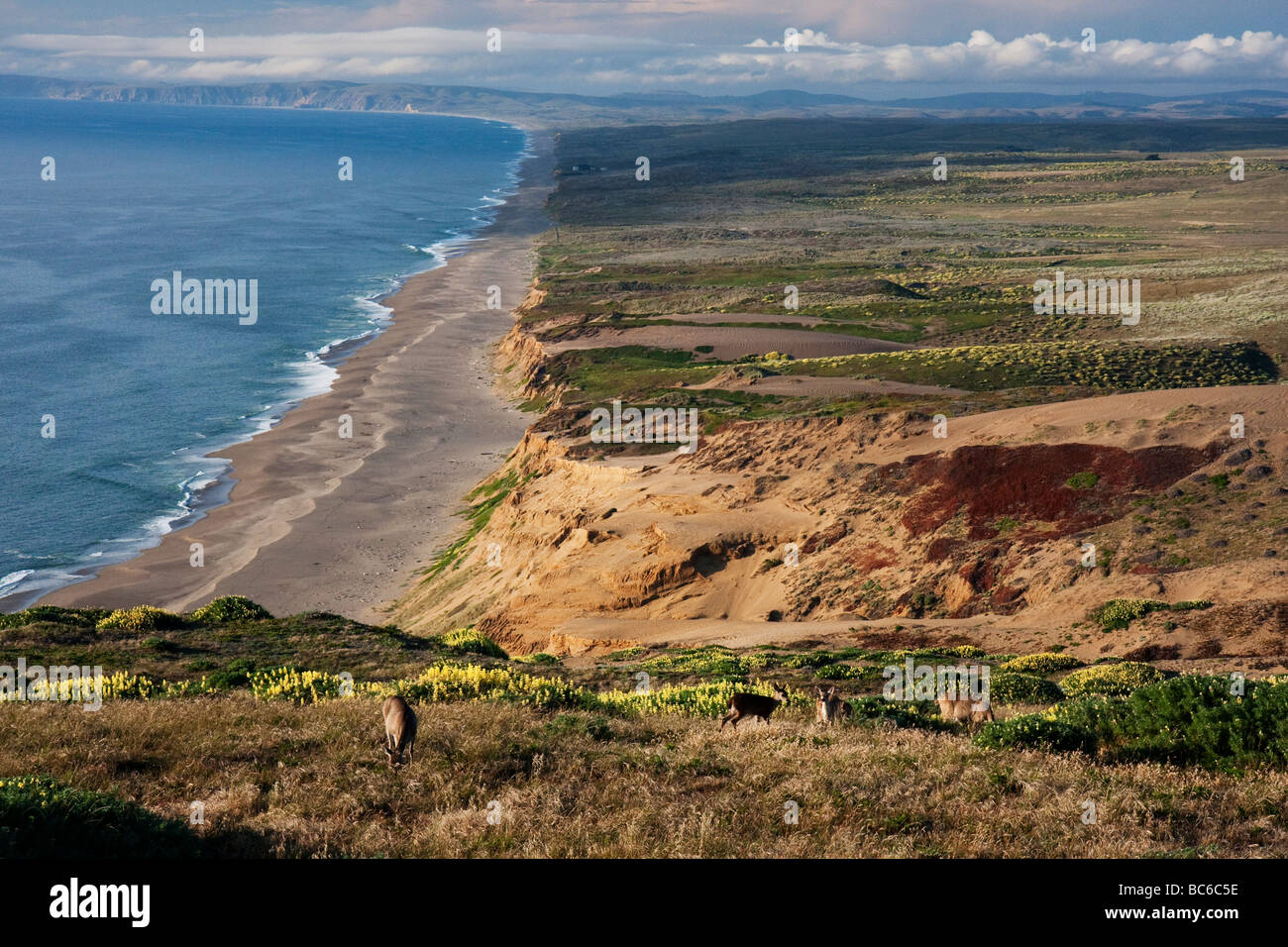 Punto Reyes spiaggia, vista dal faro, Point Reyes National Seashore, CALIFORNIA, STATI UNITI D'AMERICA Foto Stock